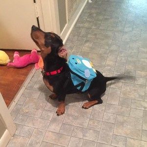 Meet your Posher, Amy